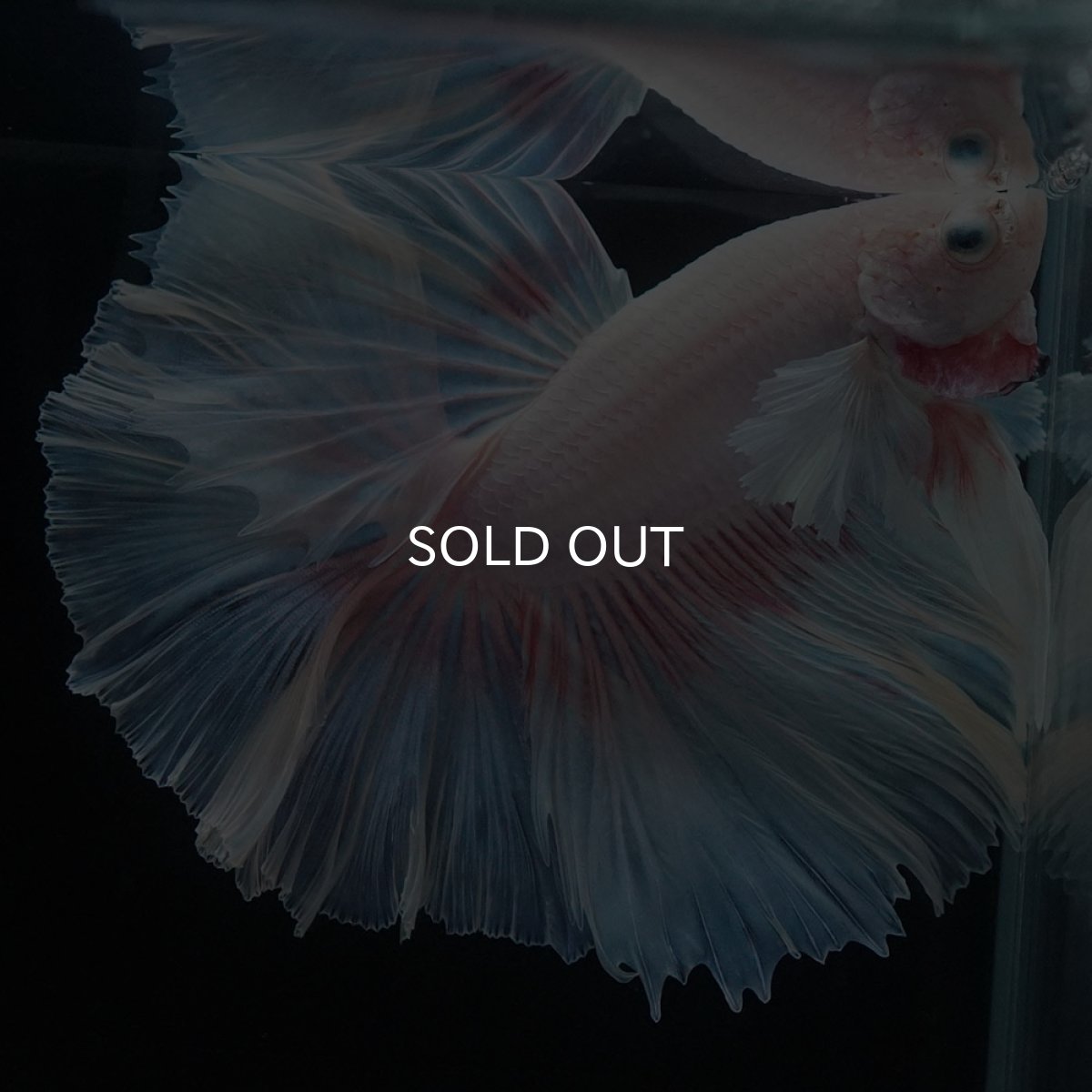 画像6: HMダンボ　ファンシー (6)