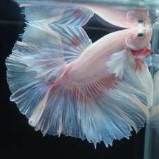 画像6: HMダンボ　ファンシー (6)