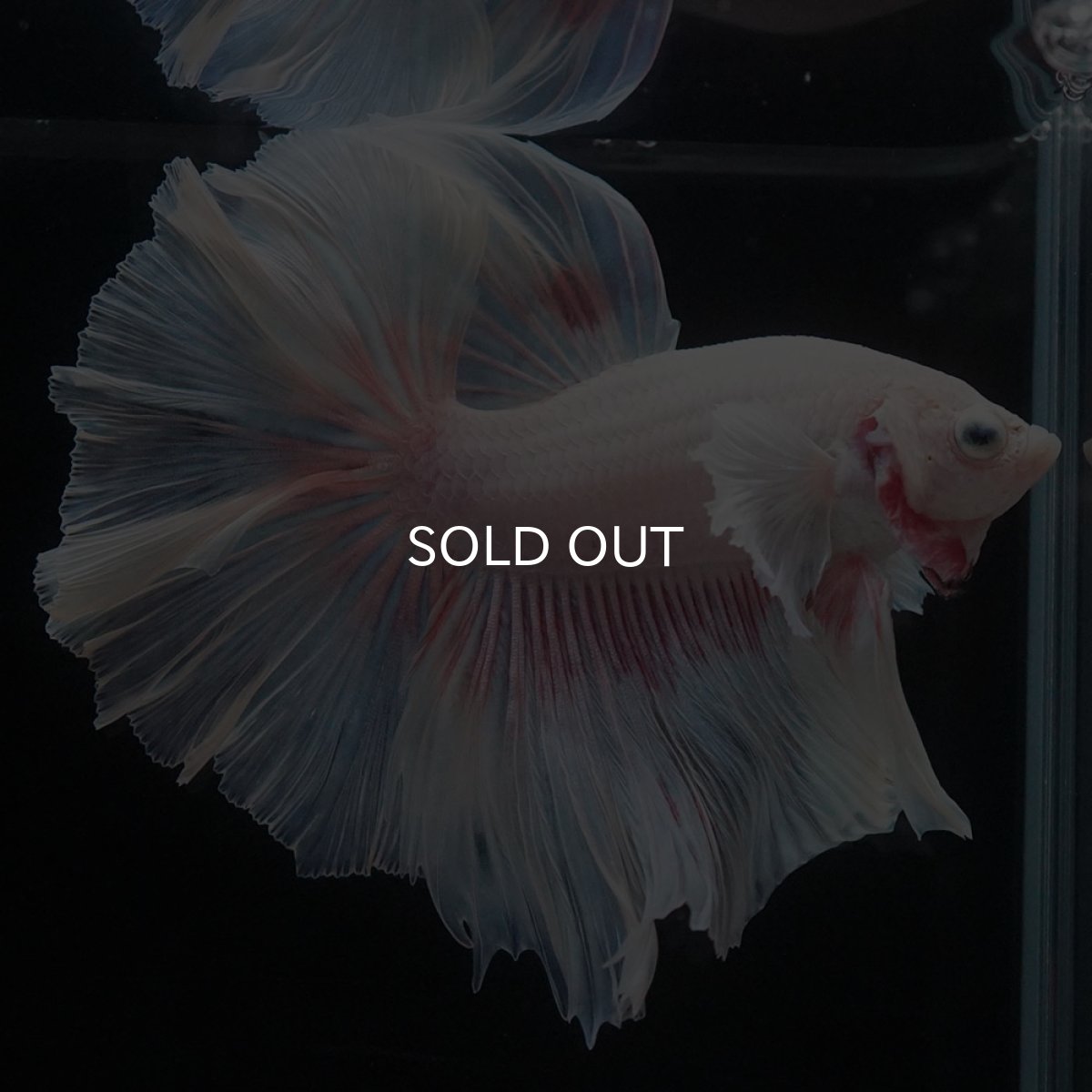 画像2: HMダンボ　ファンシー (2)