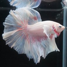 画像2: HMダンボ　ファンシー (2)