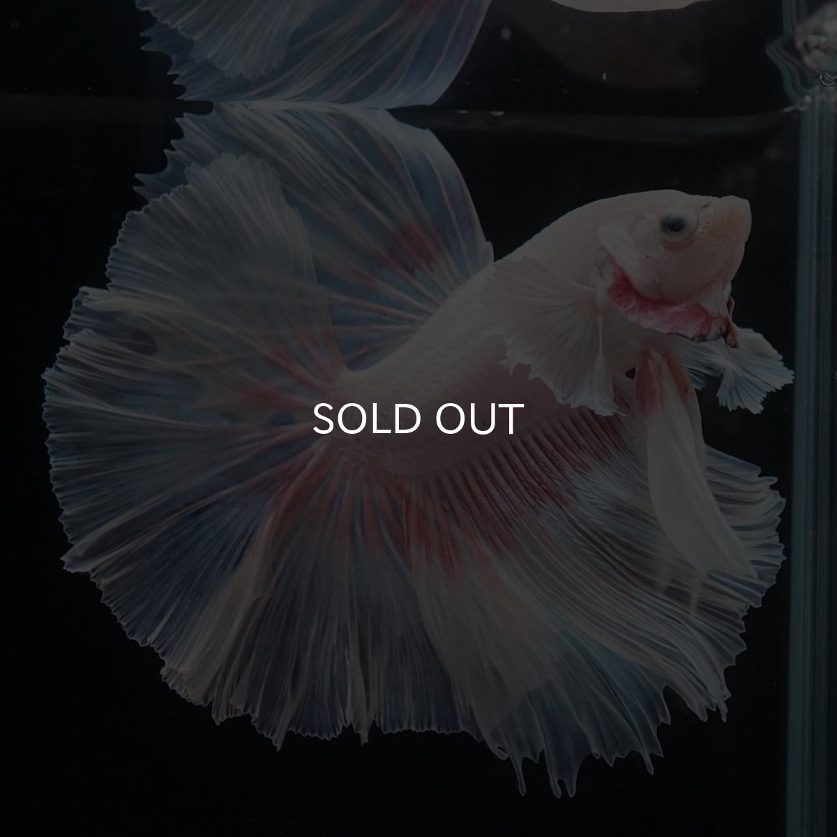 画像4: HMダンボ　ファンシー (4)