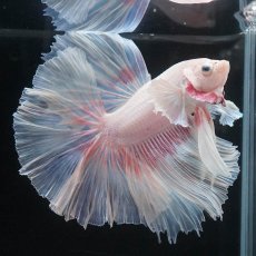 画像4: HMダンボ　ファンシー (4)