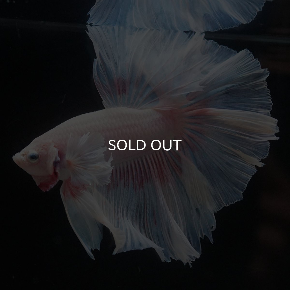 画像7: HMダンボ　ファンシー (7)