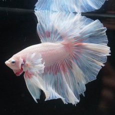 画像7: HMダンボ　ファンシー (7)