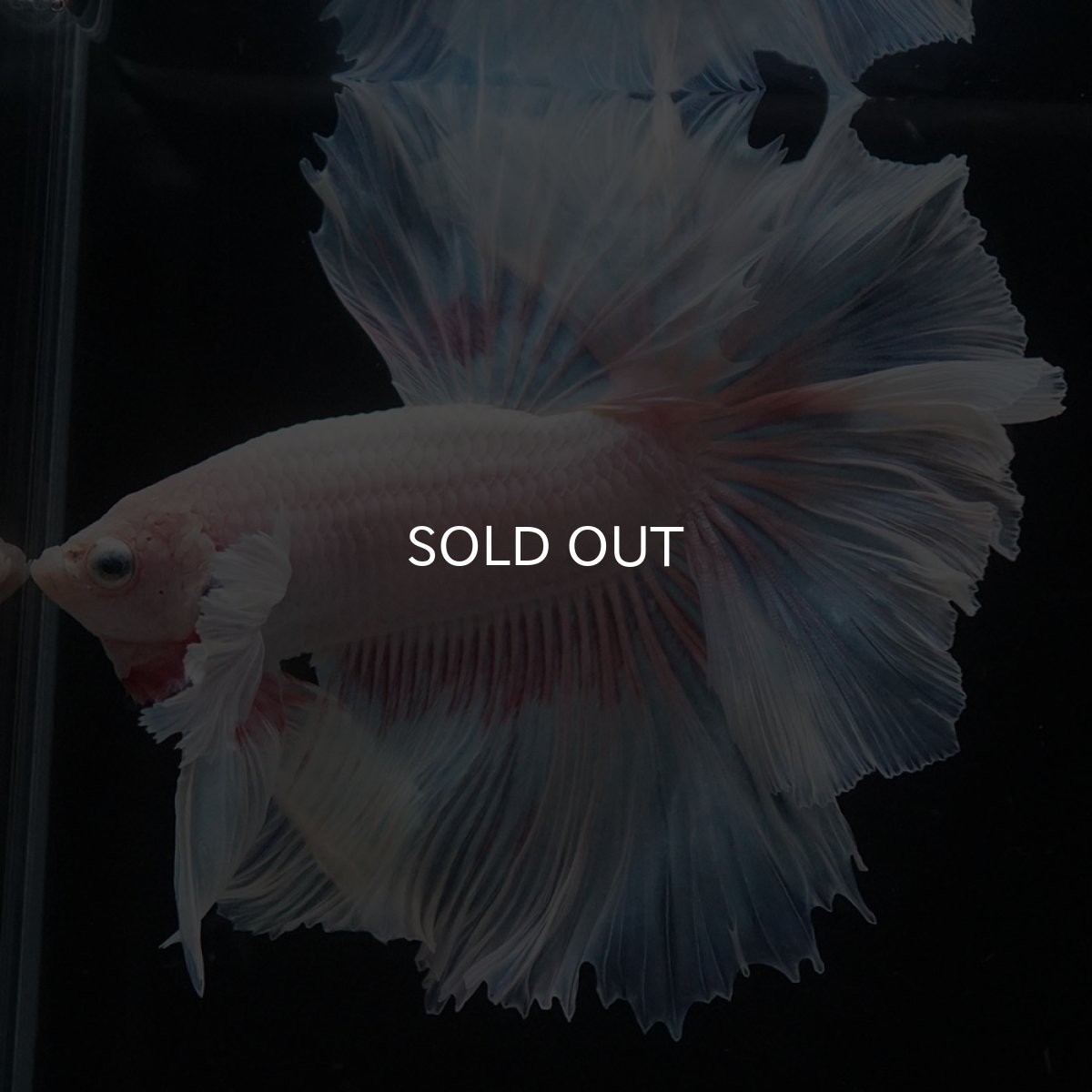 画像5: HMダンボ　ファンシー (5)