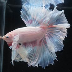 画像5: HMダンボ　ファンシー (5)