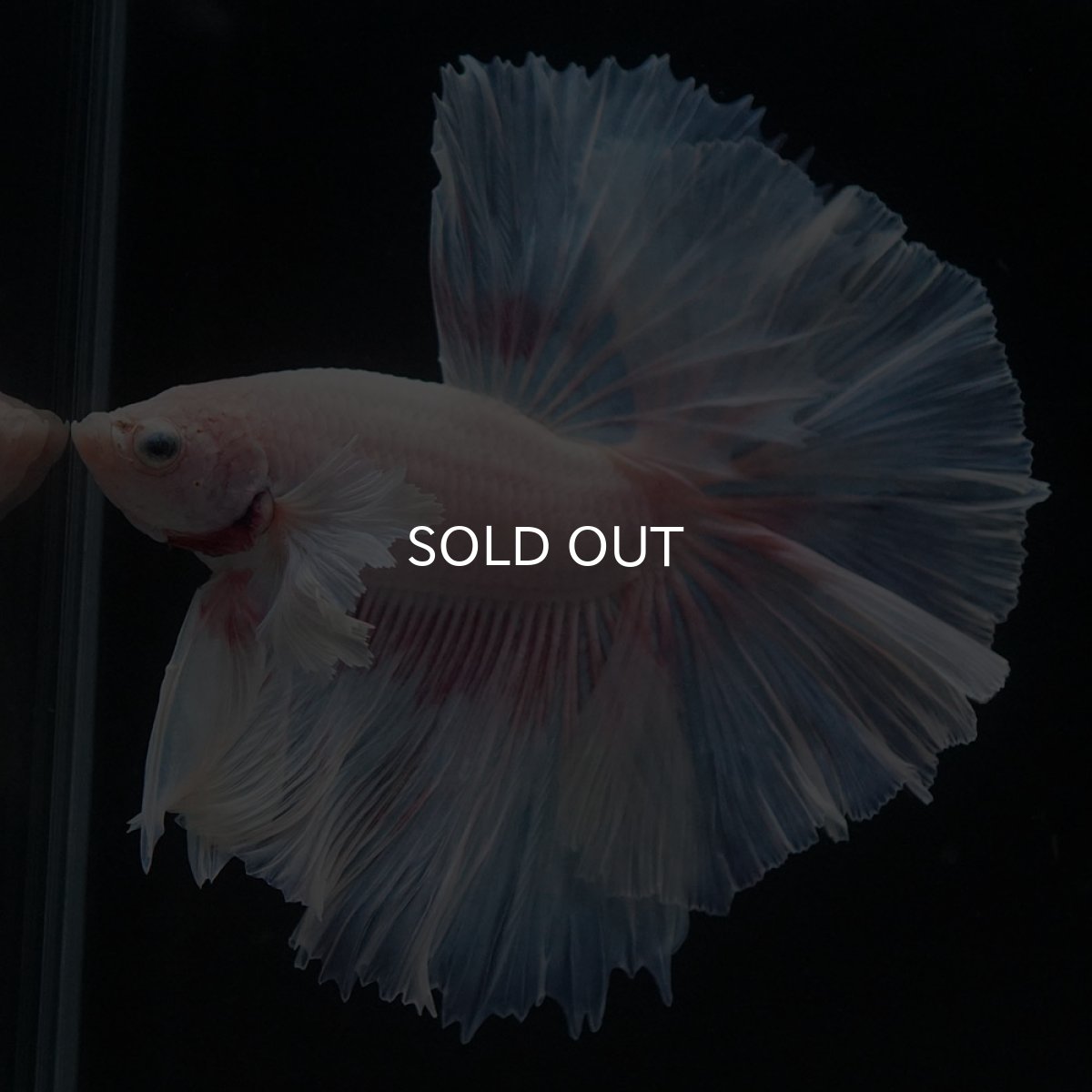 画像3: HMダンボ　ファンシー (3)