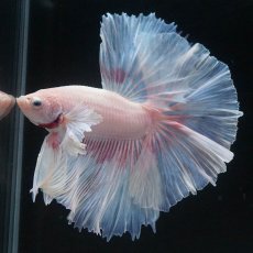 画像3: HMダンボ　ファンシー (3)