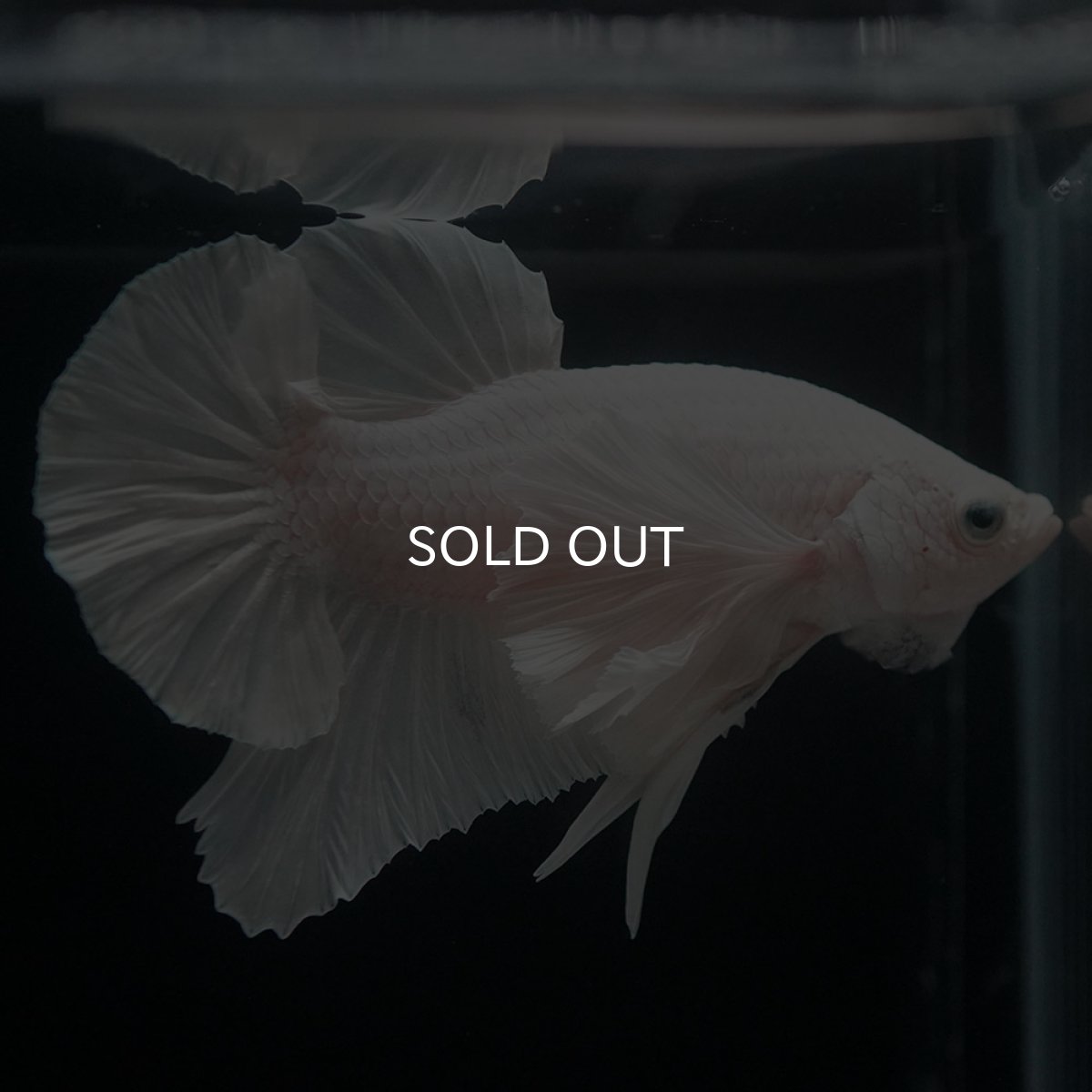 画像4: HMPKダンボ　ホワイト (4)