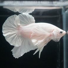 画像4: HMPKダンボ　ホワイト (4)