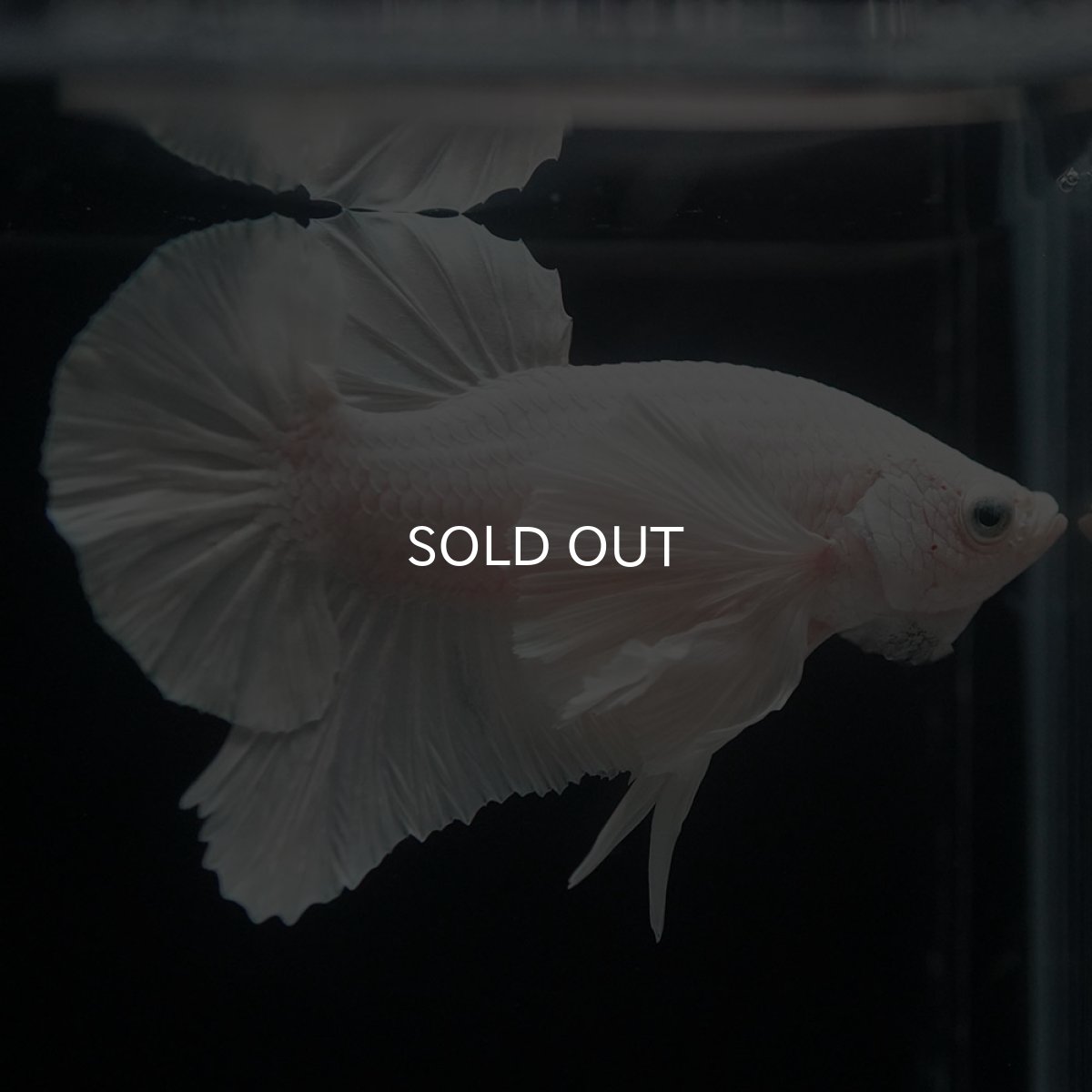 画像1: HMPKダンボ　ホワイト (1)