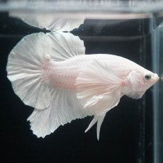 画像1: HMPKダンボ　ホワイト (1)