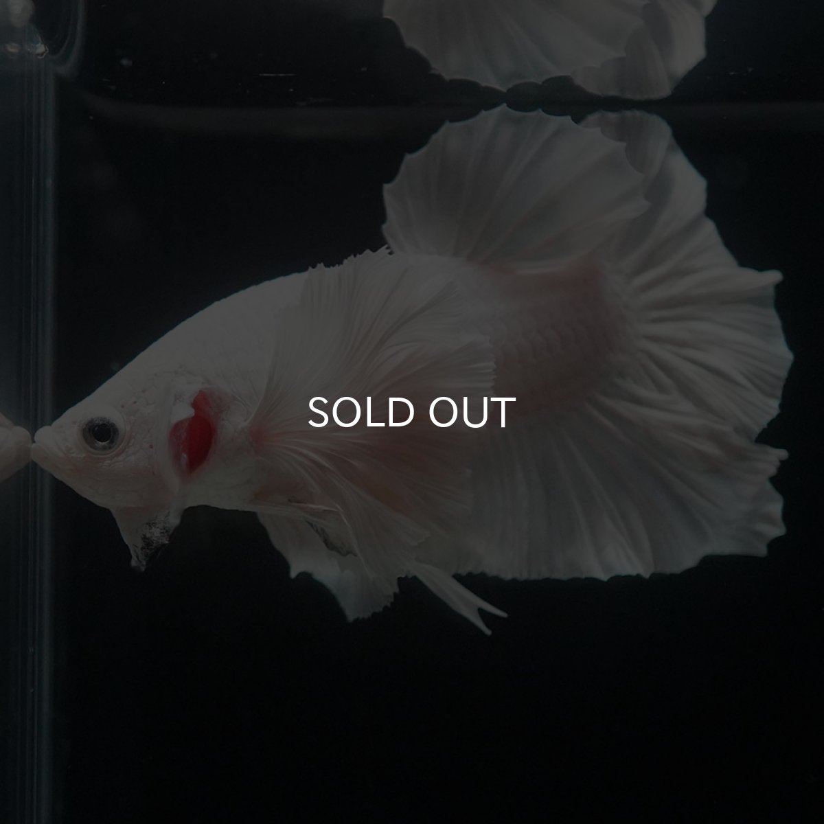 画像5: HMPKダンボ　ホワイト (5)