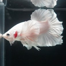 画像5: HMPKダンボ　ホワイト (5)