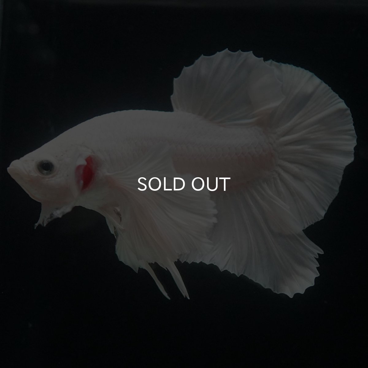 画像3: HMPKダンボ　ホワイト (3)