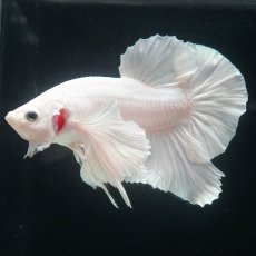 画像3: HMPKダンボ　ホワイト (3)