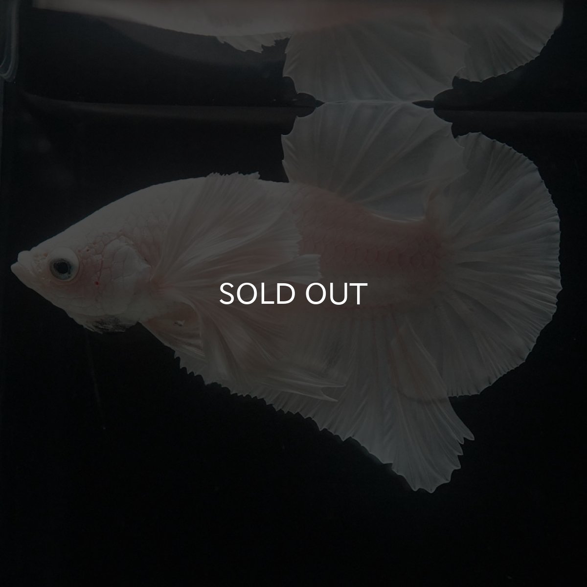 画像2: HMPKダンボ　ホワイト (2)