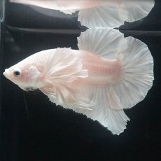 画像2: HMPKダンボ　ホワイト (2)