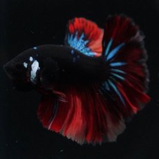 画像4: HM　ブラックキャンディ (4)