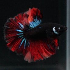 画像1: HM　ブラックキャンディ (1)