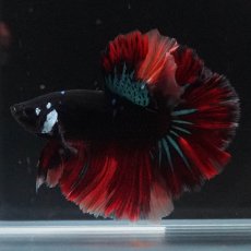 画像2: HM　ブラックキャンディ (2)