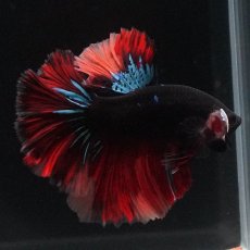 画像5: HM　ブラックキャンディ (5)