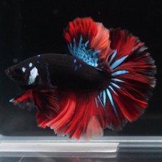 画像6: HM　ブラックキャンディ (6)