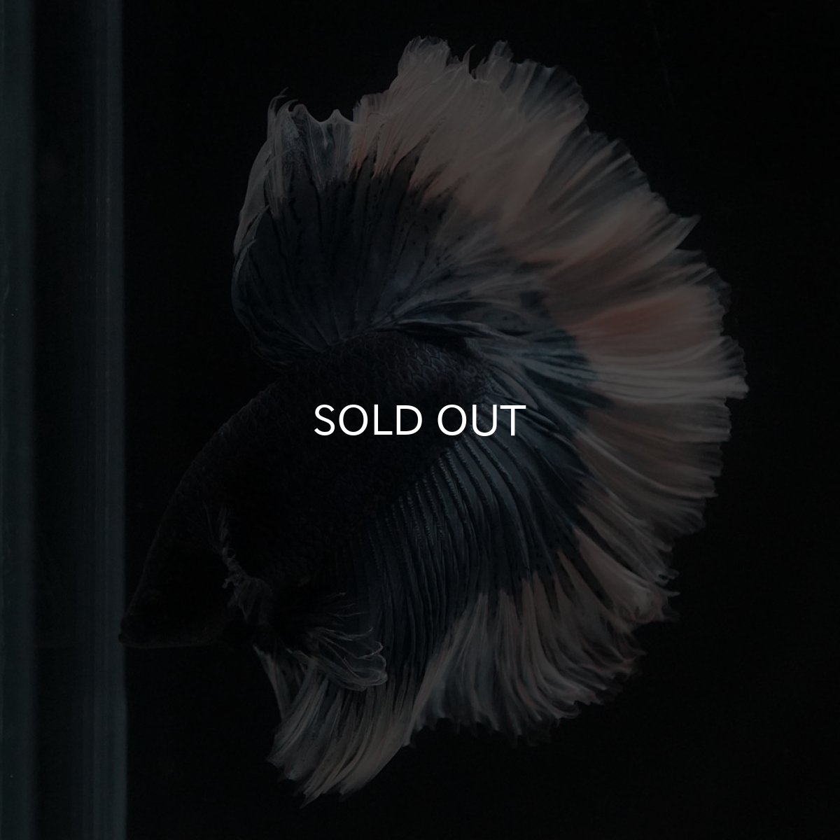 画像2: HM　ブルーバタフライ　ローズテール (2)