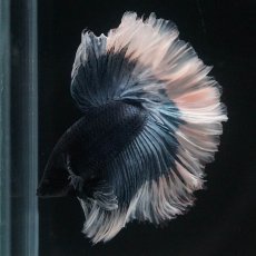 画像2: HM　ブルーバタフライ　ローズテール (2)