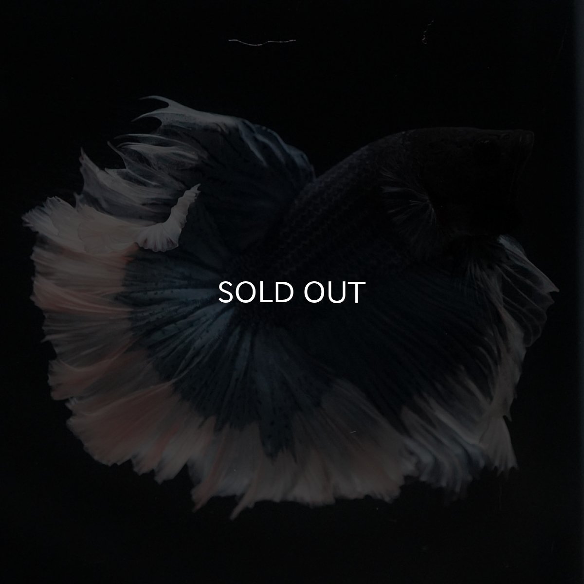 画像5: HM　ブルーバタフライ　ローズテール (5)