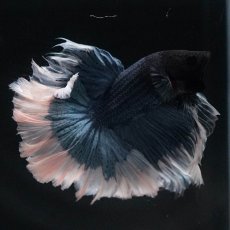 画像5: HM　ブルーバタフライ　ローズテール (5)