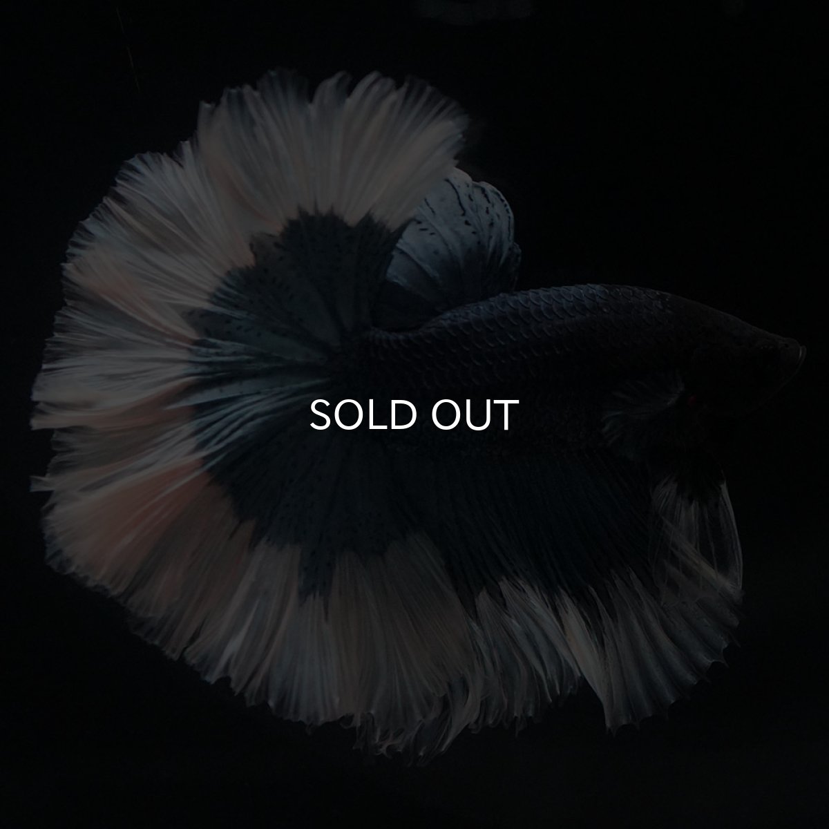 画像1: HM　ブルーバタフライ　ローズテール (1)