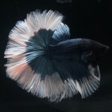 画像1: HM　ブルーバタフライ　ローズテール (1)