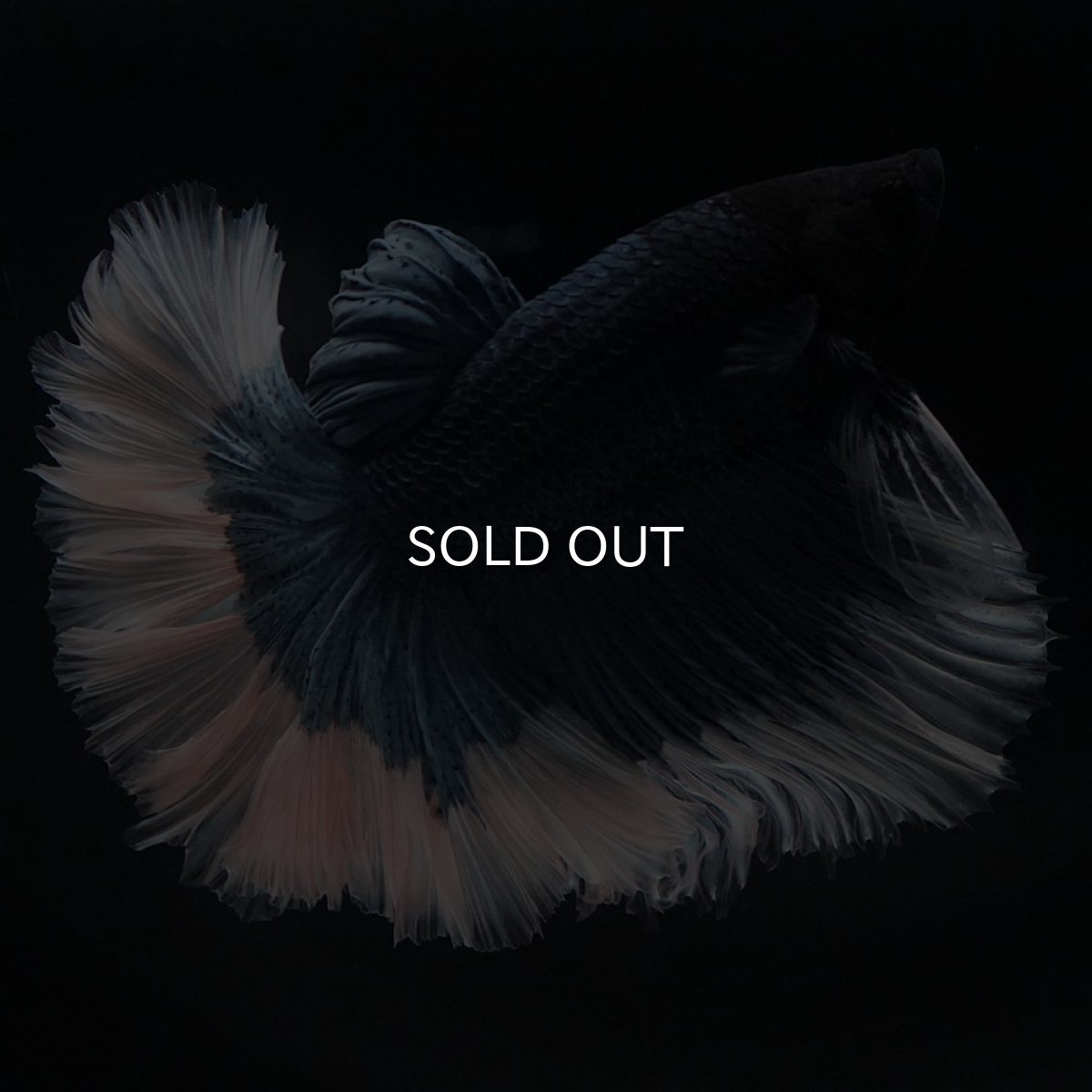 画像3: HM　ブルーバタフライ　ローズテール (3)