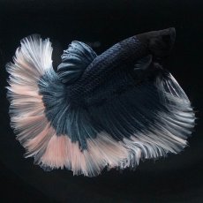 画像3: HM　ブルーバタフライ　ローズテール (3)