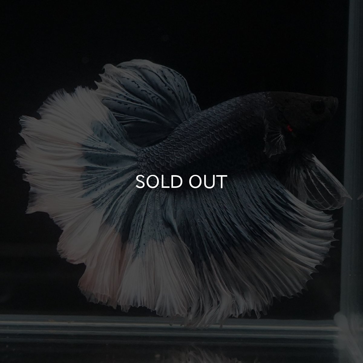 画像4: HM　ブルーバタフライ　ローズテール (4)