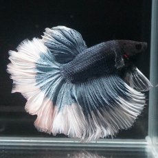 画像4: HM　ブルーバタフライ　ローズテール (4)