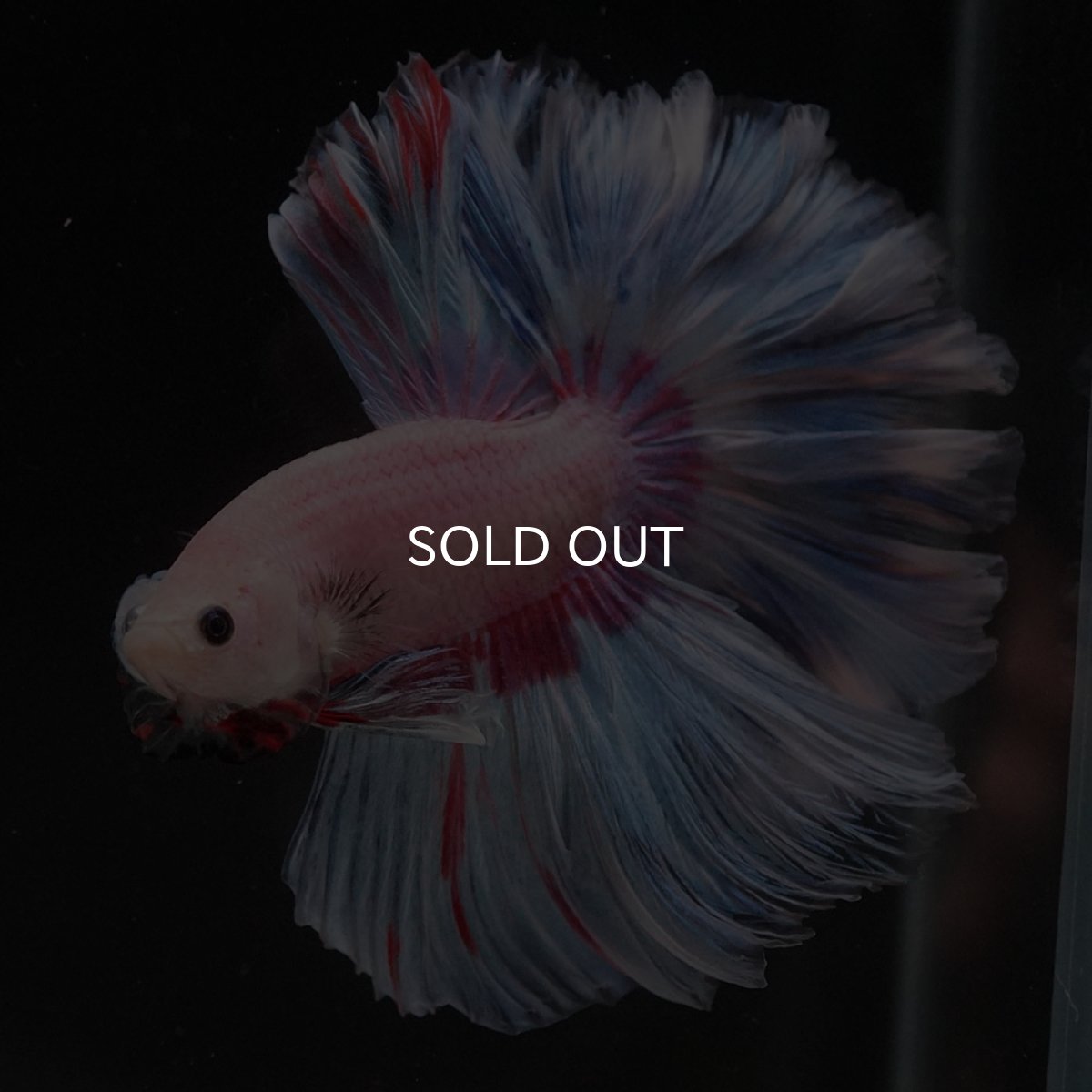 画像5: HM　ホワイトファンシー　ローズテール (5)