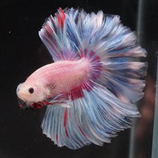 画像5: HM　ホワイトファンシー　ローズテール (5)