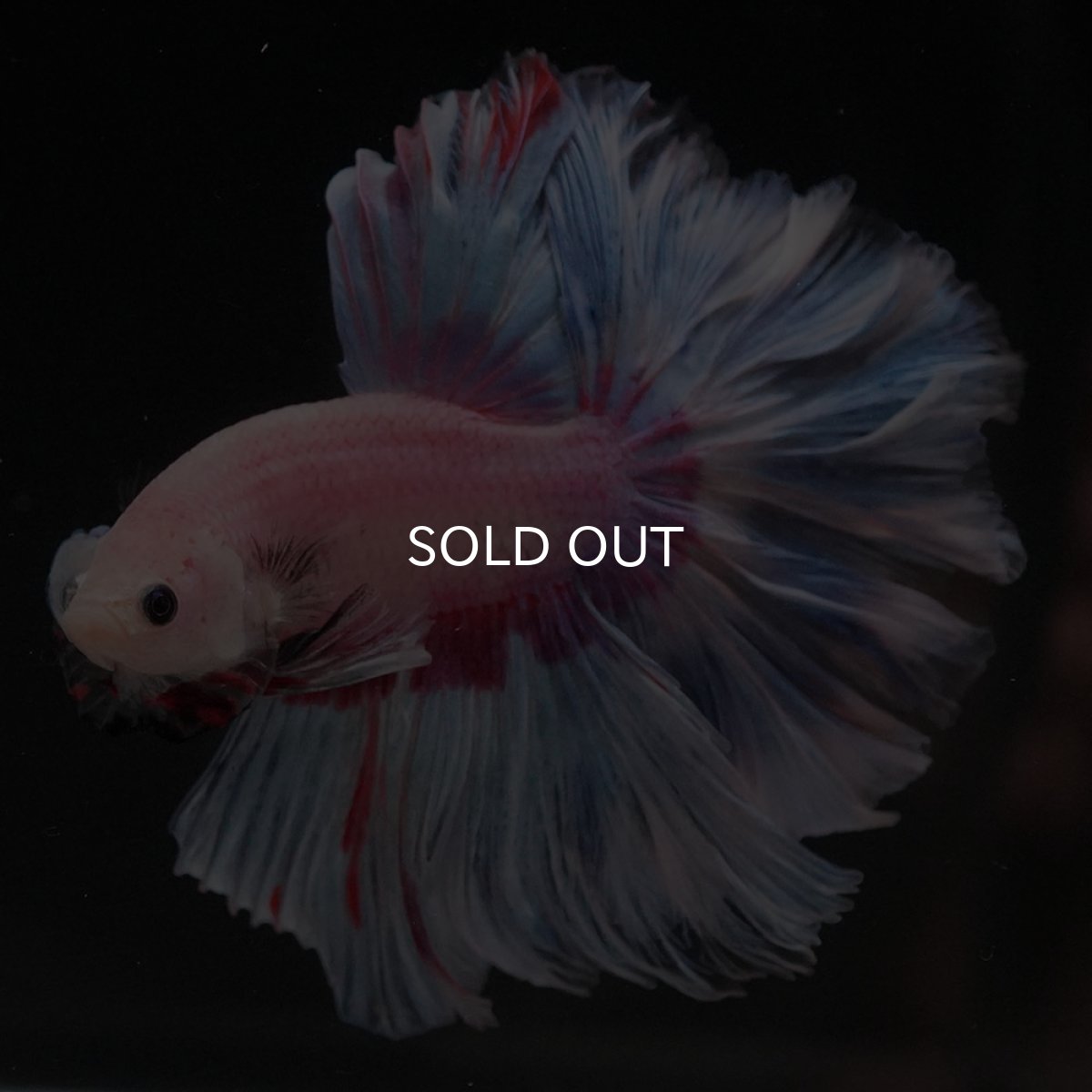 画像2: HM　ホワイトファンシー　ローズテール (2)