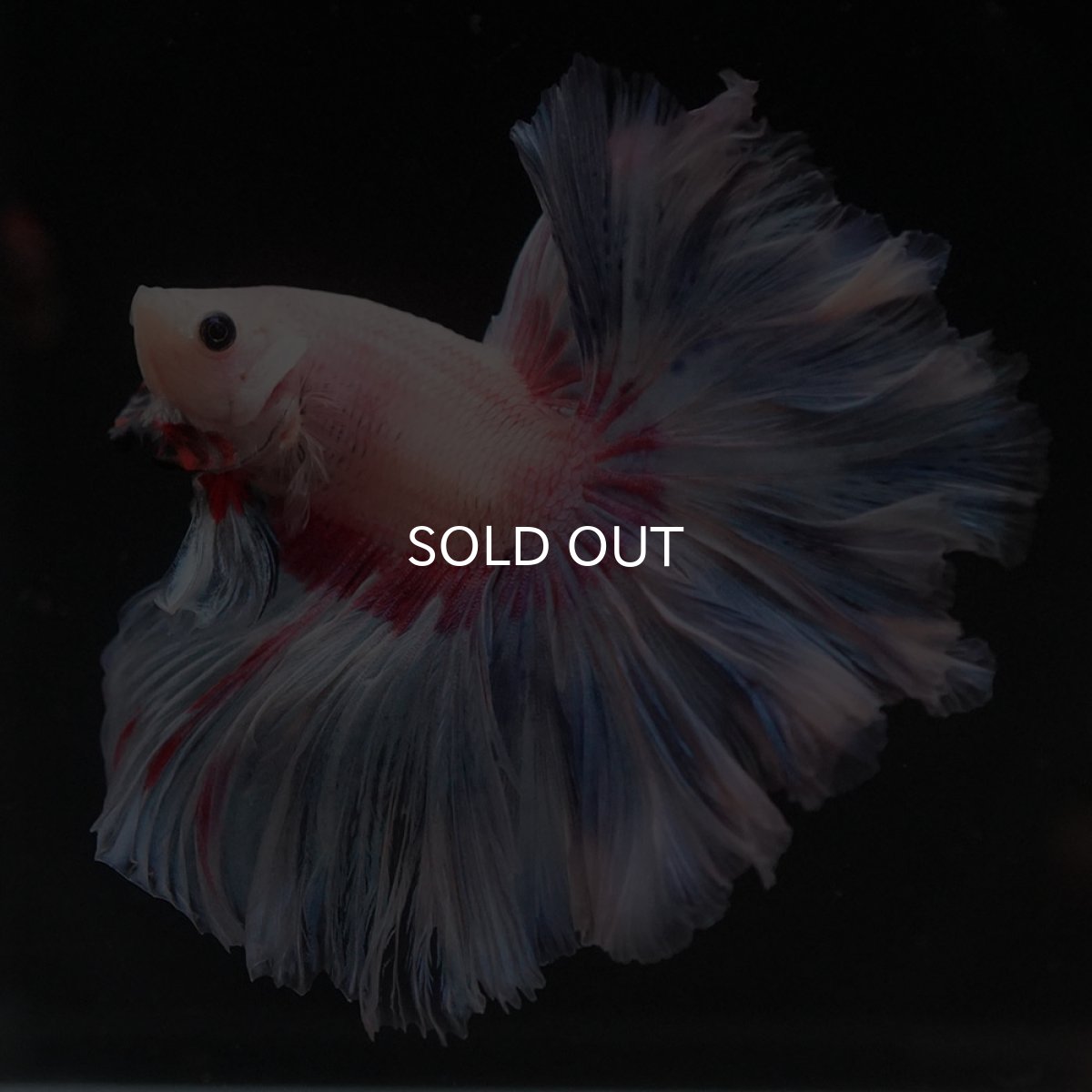 画像4: HM　ホワイトファンシー　ローズテール (4)