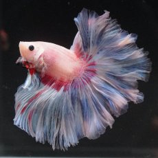 画像4: HM　ホワイトファンシー　ローズテール (4)