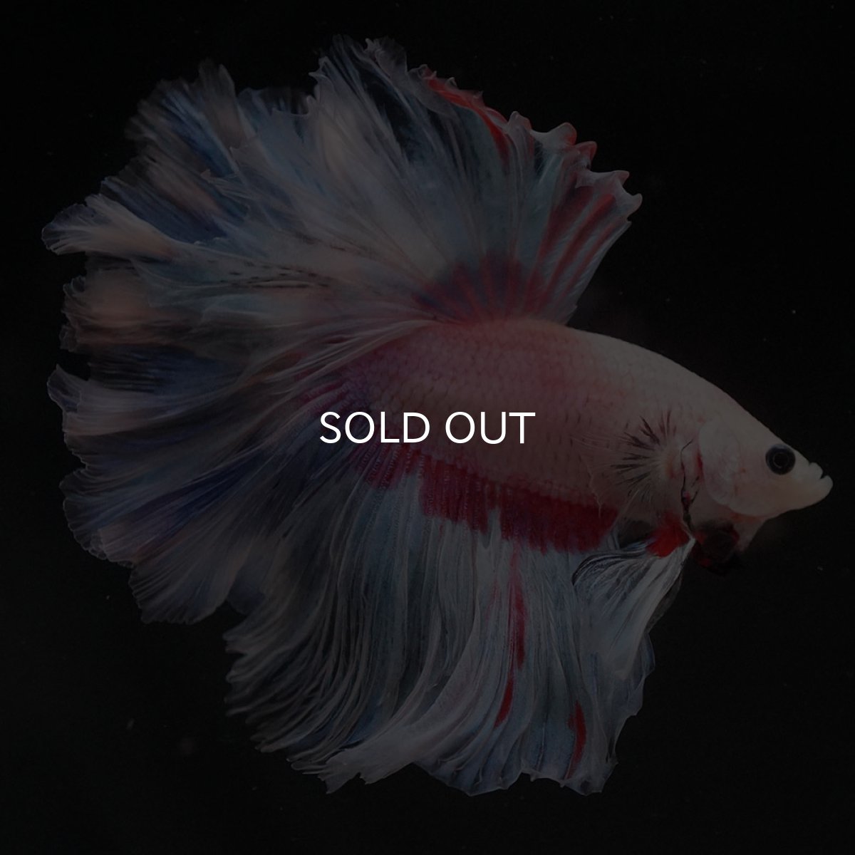 画像8: HM　ホワイトファンシー　ローズテール (8)