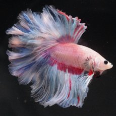 画像8: HM　ホワイトファンシー　ローズテール (8)