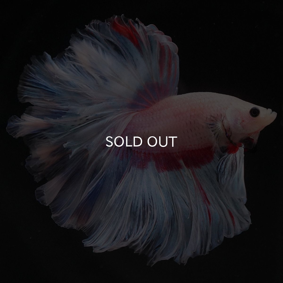 画像1: HM　ホワイトファンシー　ローズテール (1)