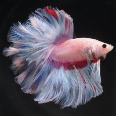 画像1: HM　ホワイトファンシー　ローズテール (1)