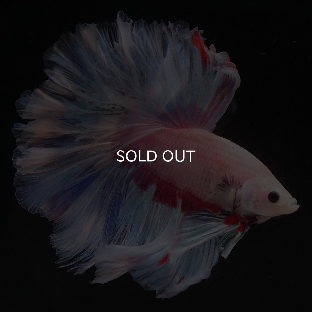 画像3: HM　ホワイトファンシー　ローズテール (3)