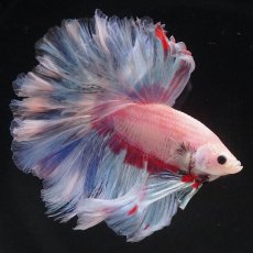 画像3: HM　ホワイトファンシー　ローズテール (3)