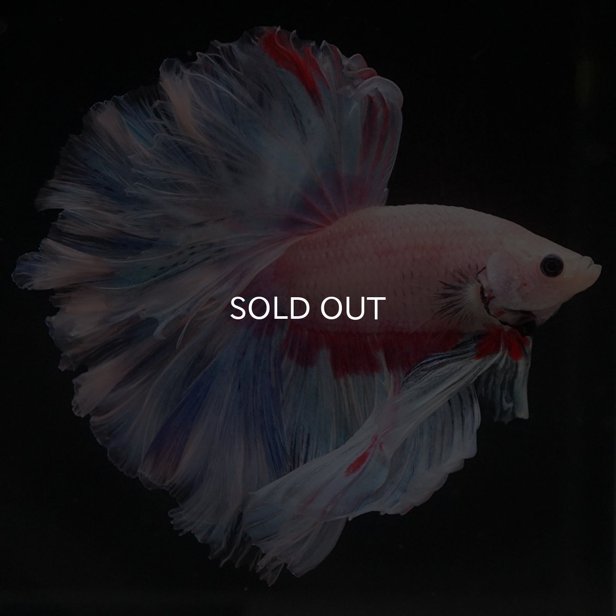 画像7: HM　ホワイトファンシー　ローズテール (7)