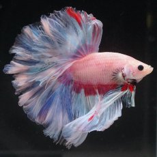 画像7: HM　ホワイトファンシー　ローズテール (7)